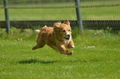 Jederhundrennen / Bild 120 von 516 / 01.05.2017 11:26 / DSC_7132.JPG