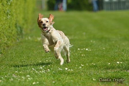 Jederhundrennen / Bild 136 von 516 / 01.05.2017 11:31 / DSC_7190.JPG