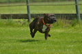 Jederhundrennen / Bild 141 von 516 / 01.05.2017 11:34 / DSC_7214.JPG