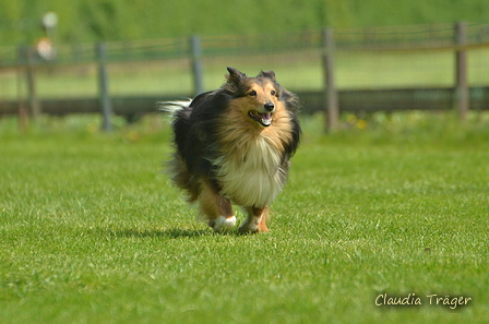 Jederhundrennen / Bild 184 von 516 / 01.05.2017 11:49 / DSC_7422.JPG