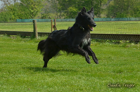 Jederhundrennen / Bild 191 von 516 / 01.05.2017 11:53 / DSC_7452.JPG