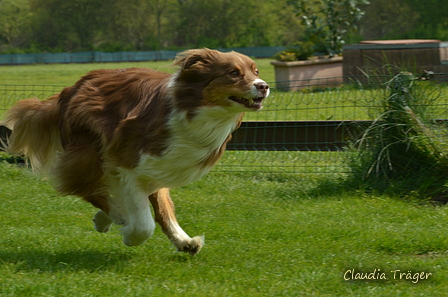 Jederhundrennen / Bild 196 von 516 / 01.05.2017 11:55 / DSC_7477.JPG