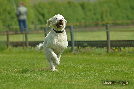 Jederhundrennen / Bild 198 von 516 / 01.05.2017 11:56 / DSC_7483.JPG