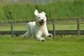 Jederhundrennen / Bild 199 von 516 / 01.05.2017 11:56 / DSC_7484.JPG