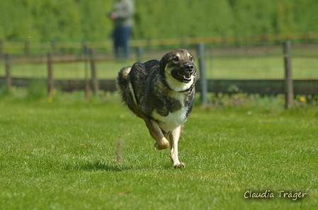 Jederhundrennen / Bild 203 von 516 / 01.05.2017 11:58 / DSC_7512.JPG