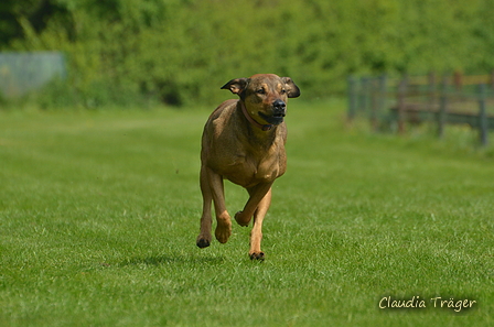 Jederhundrennen / Bild 224 von 516 / 01.05.2017 12:06 / DSC_7611.JPG