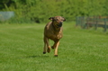 Jederhundrennen / Bild 224 von 516 / 01.05.2017 12:06 / DSC_7611.JPG