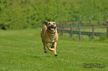 Jederhundrennen / Bild 243 von 516 / 01.05.2017 12:10 / DSC_7678.JPG