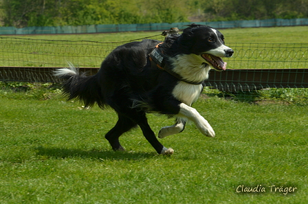 Jederhundrennen / Bild 248 von 516 / 01.05.2017 12:13 / DSC_7702.JPG