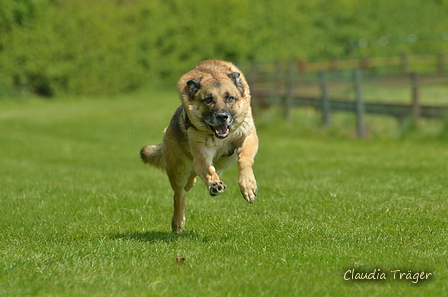 Jederhundrennen / Bild 250 von 516 / 01.05.2017 12:14 / DSC_7710.JPG