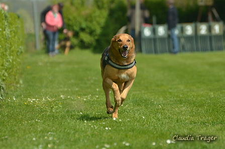 Jederhundrennen / Bild 251 von 516 / 01.05.2017 12:16 / DSC_7719.JPG