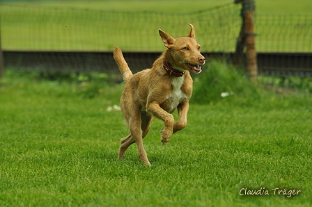 Jederhundrennen / Bild 298 von 516 / 01.05.2017 13:49 / DSC_1780.JPG