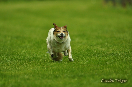 Jederhundrennen / Bild 310 von 516 / 01.05.2017 13:59 / DSC_1829.JPG