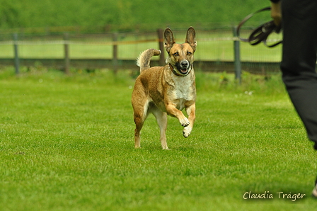 Jederhundrennen / Bild 354 von 516 / 01.05.2017 14:20 / DSC_2033.JPG