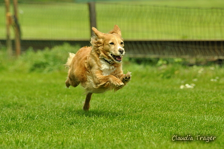 Jederhundrennen / Bild 376 von 516 / 01.05.2017 14:33 / DSC_2149.JPG