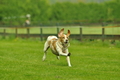 Jederhundrennen / Bild 390 von 516 / 01.05.2017 14:42 / DSC_2220.JPG