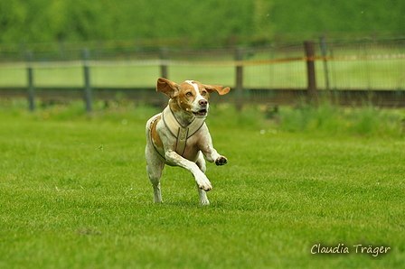 Jederhundrennen / Bild 391 von 516 / 01.05.2017 14:42 / DSC_2221.JPG