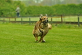 Jederhundrennen / Bild 398 von 516 / 01.05.2017 14:45 / DSC_2245.JPG