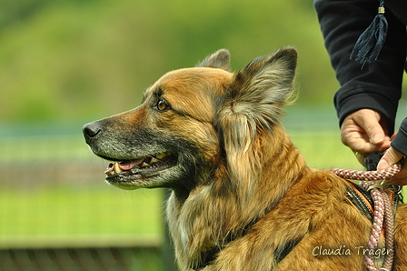 Jederhundrennen / Bild 399 von 516 / 01.05.2017 14:45 / DSC_2255.JPG