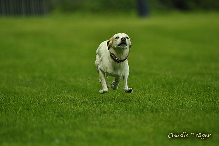 Jederhundrennen / Bild 404 von 516 / 01.05.2017 14:47 / DSC_2271.JPG