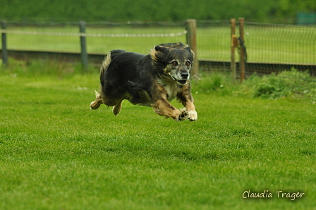 Jederhundrennen / Bild 407 von 516 / 01.05.2017 14:47 / DSC_2289.JPG