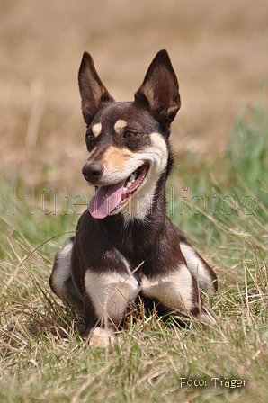 Kelpie-Umtrieb / Bild 48 von 90 / 17.08.2014 12:46 / DSC_3963.JPG