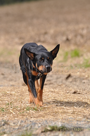 Kelpie-Umtrieb / Bild 52 von 90 / 17.08.2014 12:47 / DSC_3988.JPG