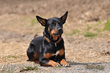 Kelpie-Umtrieb / Bild 54 von 90 / 17.08.2014 12:47 / DSC_3996.JPG