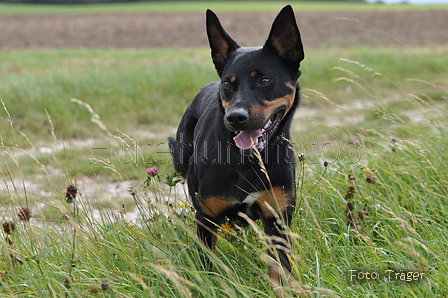 Kelpie-Umtrieb / Bild 61 von 90 / 17.08.2014 13:01 / DSC_4257.JPG