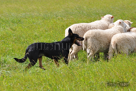 Kelpie-Umtrieb / Bild 63 von 90 / 17.08.2014 13:03 / DSC_4307.JPG