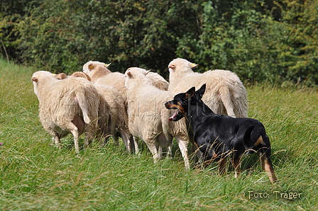 Kelpie-Umtrieb / Bild 64 von 90 / 17.08.2014 13:03 / DSC_4334.JPG