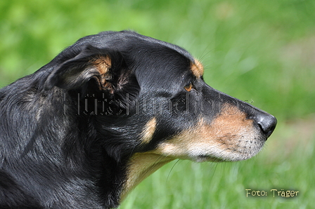 Kelpie-Umtrieb / Bild 74 von 90 / 17.08.2014 13:59 / DSC_4461.JPG