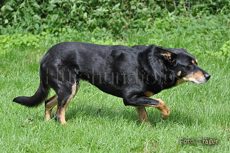 Kelpie-Umtrieb / Bild 76 von 90 / 17.08.2014 13:59 / DSC_4467.JPG