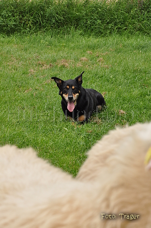 Kelpie-Umtrieb / Bild 78 von 90 / 17.08.2014 14:08 / DSC_6716.JPG