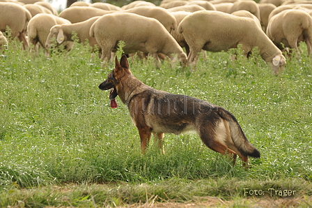 VDL Bundeshüten 2015 / Bild 50 von 169 / 12.09.2015 15:16 / DSC_7957.JPG