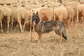 VDL Bundeshüten 2015 / Bild 63 von 169 / 12.09.2015 15:33 / DSC_8161.JPG