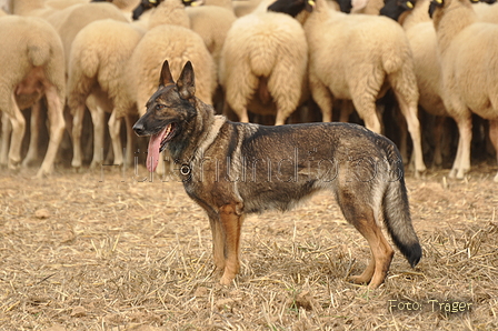 VDL Bundeshüten 2015 / Bild 64 von 169 / 12.09.2015 15:34 / DSC_8169.JPG