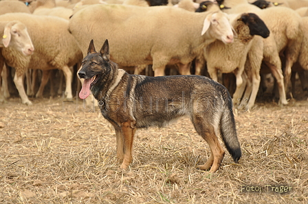 VDL Bundeshüten 2015 / Bild 66 von 169 / 12.09.2015 15:34 / DSC_8183.JPG