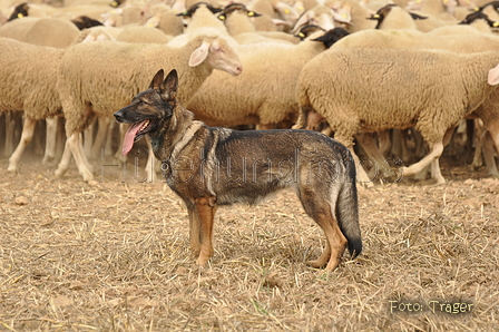 VDL Bundeshüten 2015 / Bild 67 von 169 / 12.09.2015 15:34 / DSC_8192.JPG