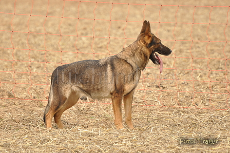 VDL Bundeshüten 2015 / Bild 68 von 169 / 12.09.2015 15:35 / DSC_8203.JPG