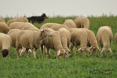 VDL Bundeshüten 2015 / Bild 83 von 169 / 12.09.2015 16:27 / DSC_8581.JPG