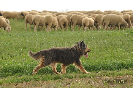 VDL Bundeshüten 2015 / Bild 84 von 169 / 12.09.2015 16:32 / DSC_8615.JPG