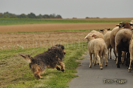 VDL Bundeshüten 2015 / Bild 91 von 169 / 12.09.2015 16:42 / DSC_8710.JPG