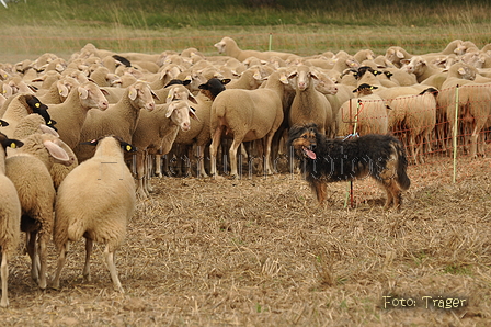 VDL Bundeshüten 2015 / Bild 94 von 169 / 12.09.2015 16:46 / DSC_8772.JPG