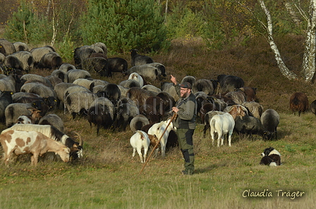 Zuchttauglichkeitsprüfung Undeloh 2022 / Bild 71 von 156 / 06.11.2022 13:43 / DSC_2360.JPG